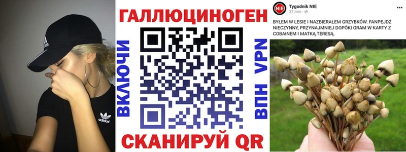 Псилоцибиновые грибы Psilocybe  гидра как зайти  Тогучин 